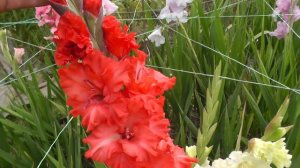 Гладиолусы - сорта, советы по сохранению, цветение гладиолусов на грядке, компоновка!