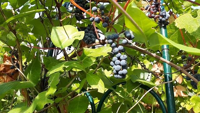 Амурский виноград. Красивая быстрорастущая лиана для Подмосковья. смотреть онлайн