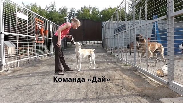 Дрессировка собак в Новосибирске. Команда «Дай» смотреть онлайн