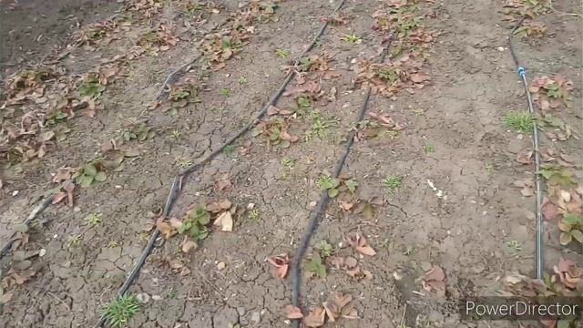 Уход за клубникой весной после зимы смотреть онлайн