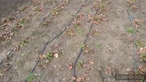 Уход за клубникой весной после зимы