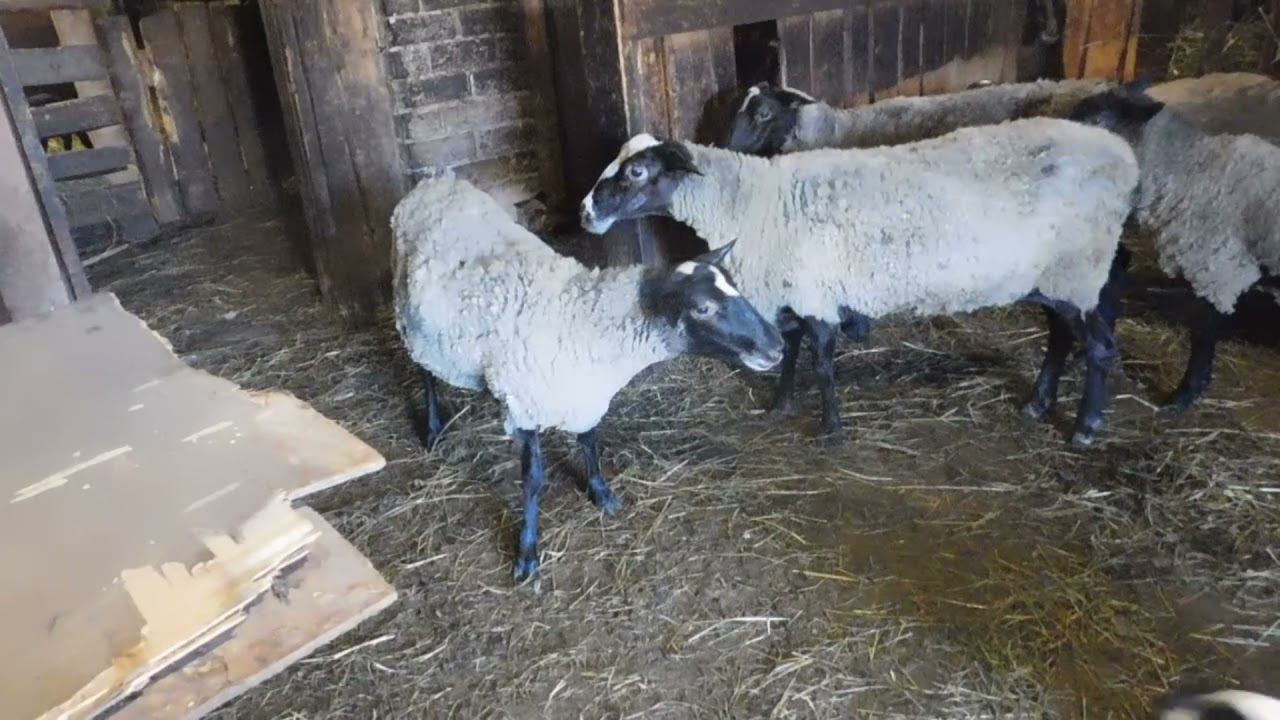 Окот ТРИ РАЗА В ГОД! Романовские овцы! смотреть онлайн