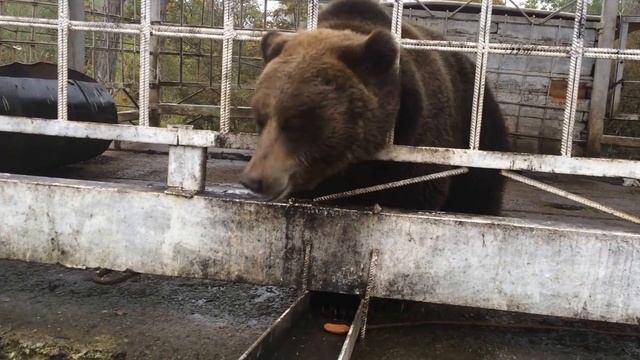 Бурый медведь ест печенье. Brown bear eating cookies смотреть онлайн