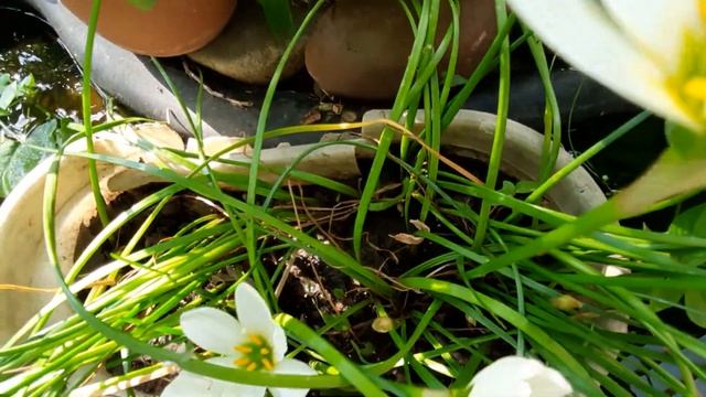 Цветы выскочки ,осы купаются смотреть онлайн