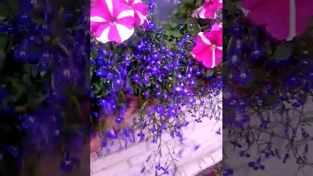 Лобелия ампельная цветение ? смотреть онлайн