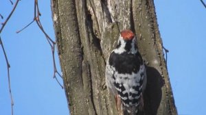 для детей зимующие птицы часть 2