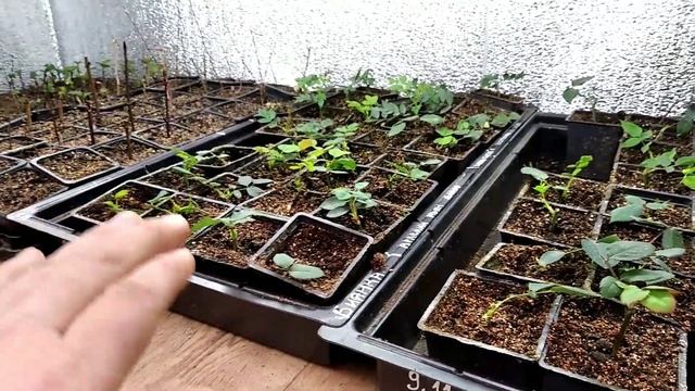 Как укоренить любое РАСТЕНИЕ НА 100%? ЗОЛОТЫЕ ПРАВИЛА УКОРЕНЕНИЯ! смотреть онлайн