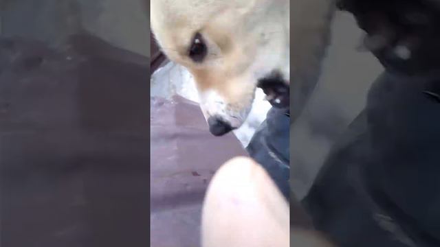 Собака замерзла и я застрял как Винипух!The dog is cold and I'm stuck like Winnie the Pooh! смотреть онлайн