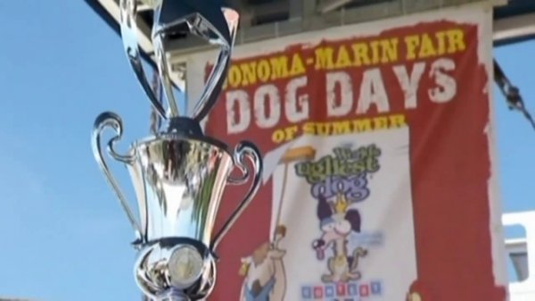 Названа самая уродливая собака в мире в 2013 году