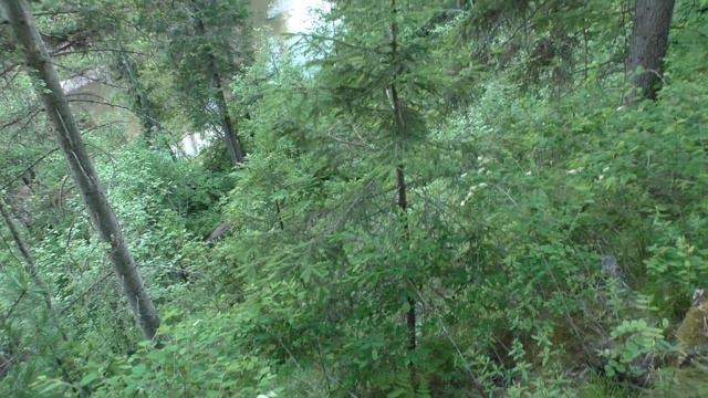 ЗАПАХ ОПАСНОСТИ и ДОБЫЧИ - МЕДВЕДЬ НАПАДАЕТ на меня - Девственная тайга. Цветы СИБИРСКАЯ ОРХИДЕЯ Ле смотреть онлайн