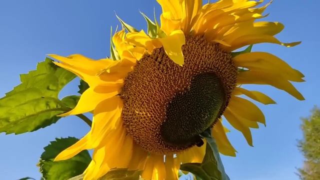 Лена и Ваня// Внешность и пятки - разные вещи! // Обзор видео// смотреть онлайн