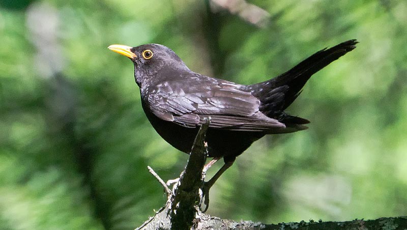 Чёрный дрозд (пение птиц)