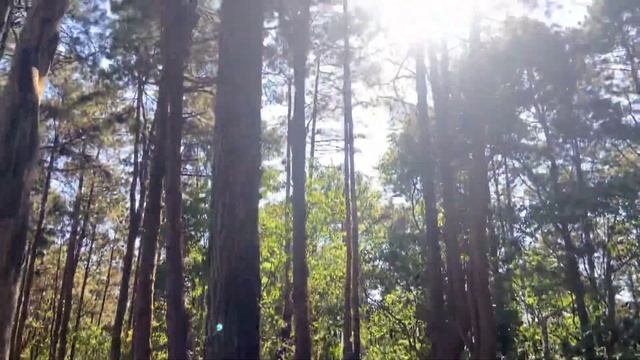 Светлогорск в Тайланде! Север Тайя напомнил своей красотой хвойного леса Светлогорск- Калининград смотреть онлайн