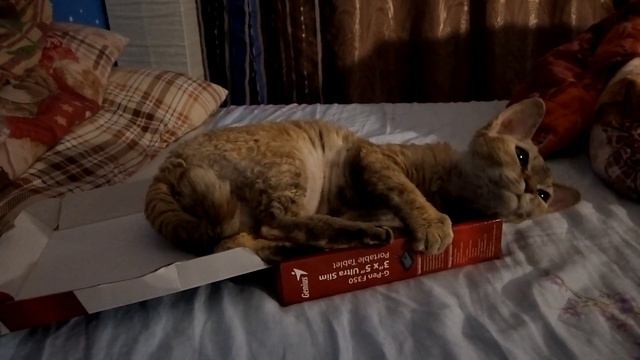 Все кошки любят коробки;) смотреть онлайн