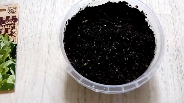 Взошли семена курительного табака Бамбук, спустя 5 дней с посадки смотреть онлайн