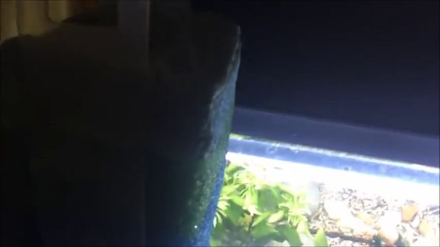 Избавляемся от мутной воды в аквариуме смотреть онлайн