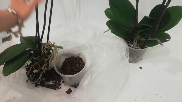 Как быстро и просто восстановить тургор листьев у Орхидеи/На примере Фаленопсис/Работает 100% смотреть онлайн