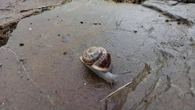 13. В Крым на машине. Коктебель. Очаровательные улитки после дождя. смотреть онлайн