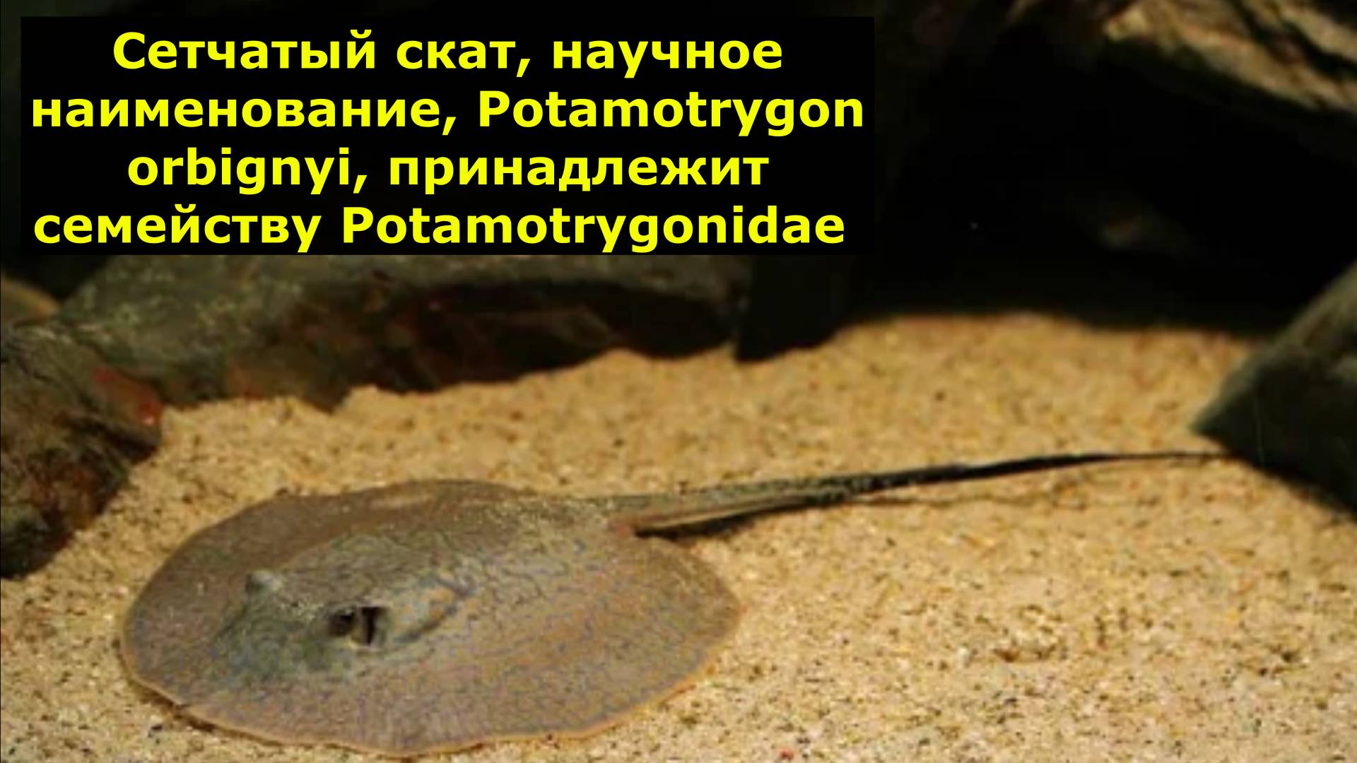 Cетчатый скат, научное наименование, Potamotrygon orbignyi, принадлежит семейству Potamotrygonidae смотреть онлайн
