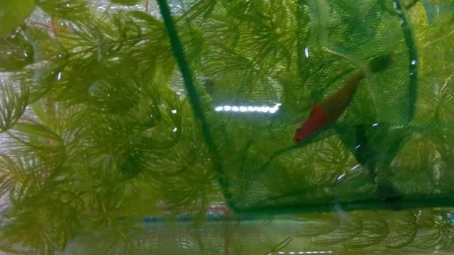 Меченоска готова к родам. Poeciliidae смотреть онлайн