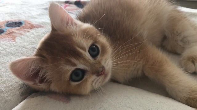 ???БРАТЬ КОШЕК НА ДАЧУ????ЗОЛОТАЯ ШИНШИЛЛА??? смотреть онлайн