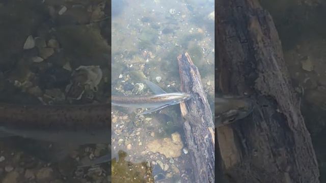 Утренняя рыбалка на реке Ока. г. Касимов. Всю пойманную рыбку отпустил домой))) смотреть онлайн