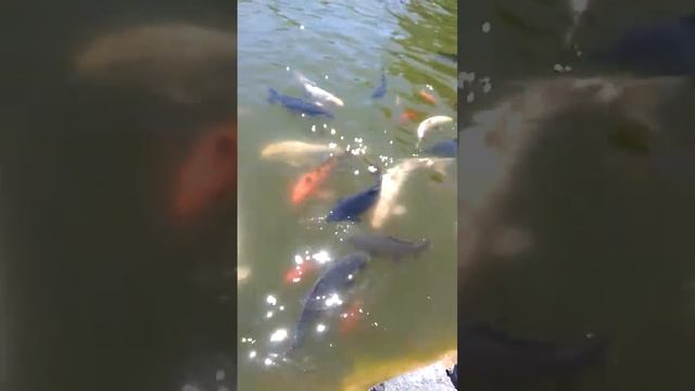 Разноцветный большой карп, CARP FISH смотреть онлайн