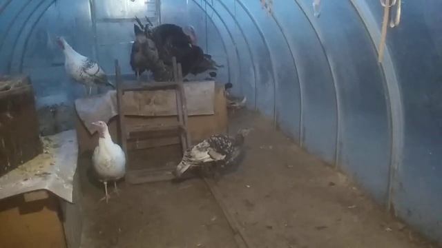 Удобная приспособления для ощипывания птицы в теплице смотреть онлайн
