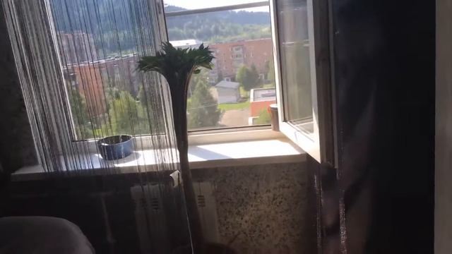 Аморфофаллус в июле! смотреть онлайн