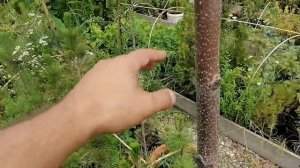 Как вырастить штамб  у дерева