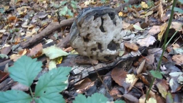 #опята#смоленская#грибалочка ЗА ОПЯТАМИ В СМОЛЕНСКУЮ! ОПЯТА 2020г. ЛЕСА КУБАНИ! смотреть онлайн