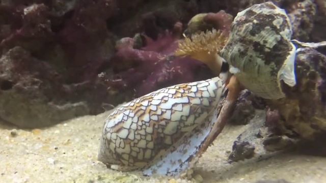 5 dangerous marine animals|خطرناک ابی جانور5|Info master смотреть онлайн
