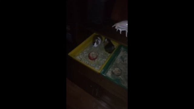 САМАЯ КРАСИВАЯ МОРСКАЯ СВИНКА. МОРСКАЯ СВИНКА ПОЕТ. ПОСЛЕДНЕЕ ВИДЕО НЮШИ. смотреть онлайн