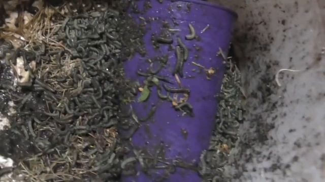 Борьба с сосновым пилильщиком смотреть онлайн