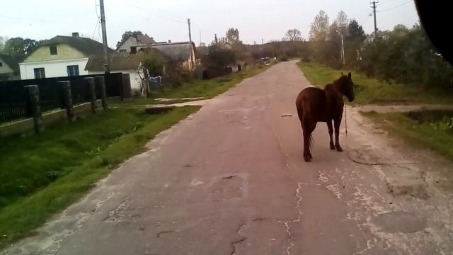 Волынская обл. 22.10.2020 смотреть онлайн