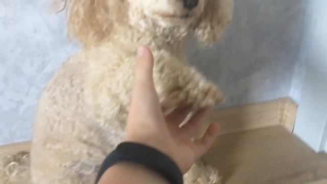 Как нужно ухаживать за своей собакой или псом (как у меня) смотреть онлайн