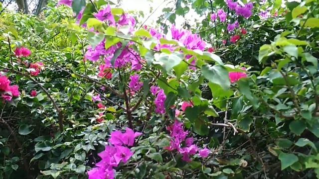 Отгледайте я! Бугенвилия-храст, лиана или дърво! Bougainvillea ! смотреть онлайн