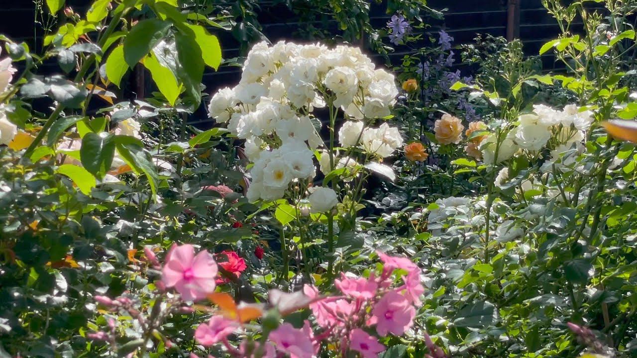 Август в Саду 8 августа 2023 часть 1