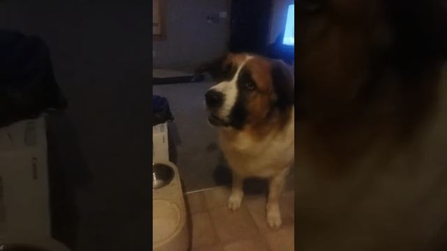 Oliver The St.Bernard....Its dinner time! смотреть онлайн