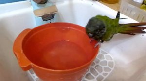 Попугай пиррура Кирюша любит купаться.