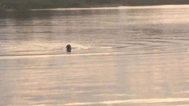 ловля сазана в калаче-на-дону смотреть онлайн