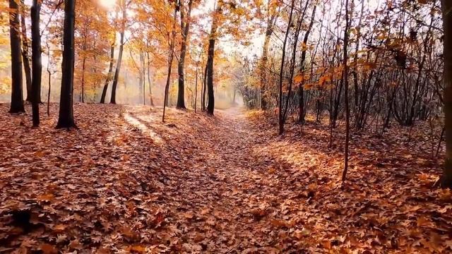 3시간?낙엽밟는 소리, 새 소리ASMR+?힐링|명상음악?️가을 단풍숲과 낙엽 감상하기