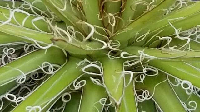 AGAVE FILIFERA SUCCULENT смотреть онлайн