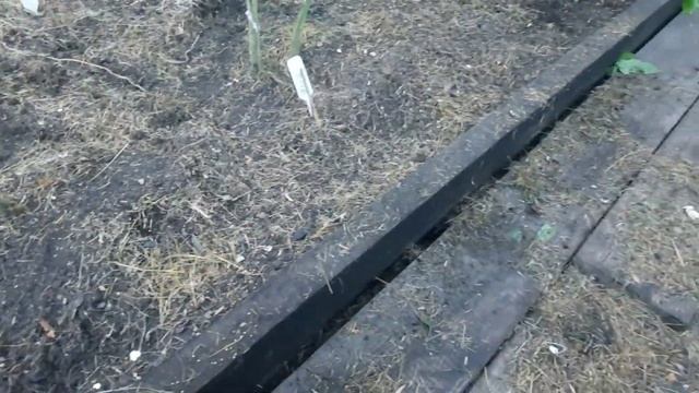 Мой способ посева сидератов в томатной теплице смотреть онлайн