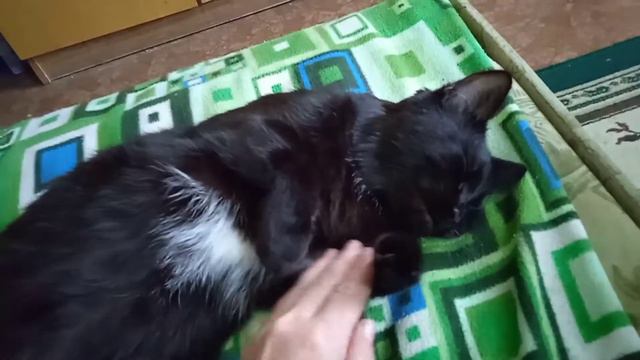 Ласковая моя Мусишка💝 смотреть онлайн