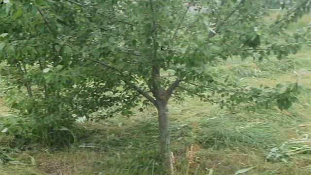 Champion T444s-2 по расходу топлива = наглядно.