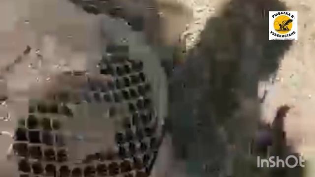 #Арнасай У Эшан Бува получилась #рыбалка он рассказывал Хамид Бобо как ловил рыбу. @videofishing смотреть онлайн