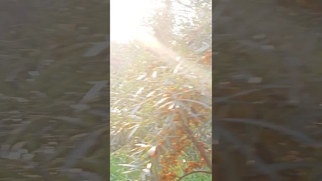 облепиха сорт Чуйская и Обильная смотреть онлайн