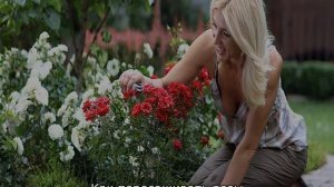 Пересадка розы летом на другое место