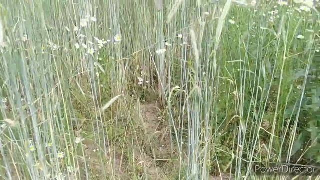 Электроизгородь, кабаны, поле, тритикале смотреть онлайн